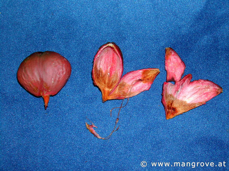 Pelliciera rhizophorae seeds